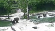 Viral Video: चिड़ियाघर में दो हाथियों की समझदारी ने बेबी हाथी को तालाब में डूबने से बचाया, वीडियो वायरल